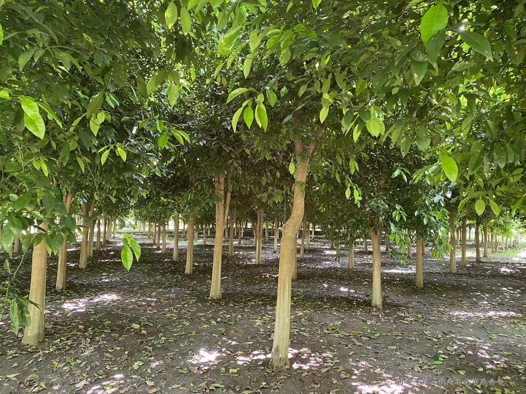 香櫞樹（直徑約8至12厘米，約3000棵）